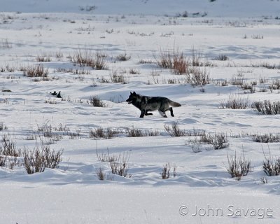 wolf in the Lamar valley YNP  