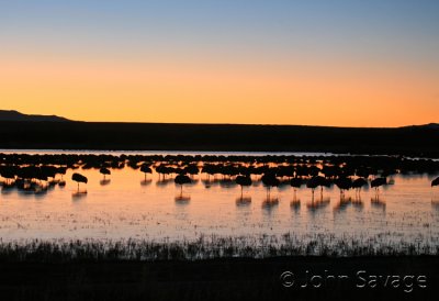 Sandhill cranes