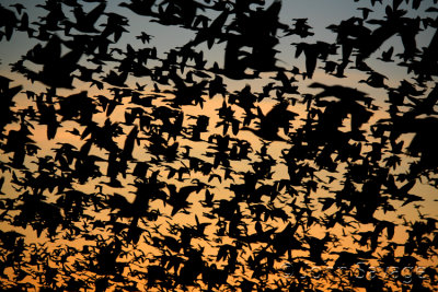 snow geese at first light
