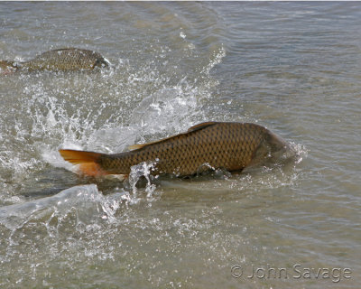 Carp in the shallows