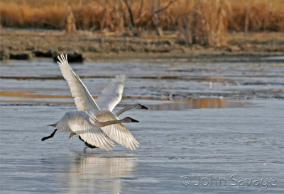 tundra swans on takeoff
