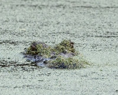 Alligator in the duck weed