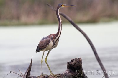 Tri-colored heron