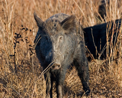 Wild pig-- at  Aransas NWR