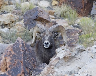 Rocky mountain bighorn Rattlesnake-Moab 500mm 11-16-08 045