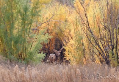 Mule deer ouray 10-7-07 002