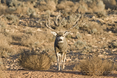 Mule deer Kanab and Zion 500mm 11-26-08 331
