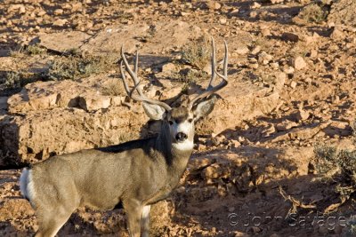 Mule deer Kanab and Zion 500mm 11-26-08 229
