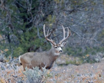 Mule deer Kanab and Zion 500mm 11-26-08 391
