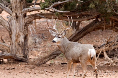 Mule deer Kanab and Zion 500mm 11-26-08 544