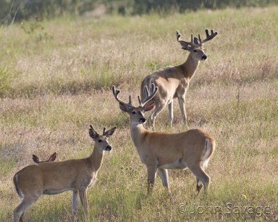 Whitetail deer glacier national park 7-6-08 362  