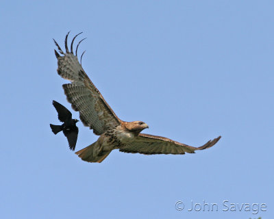 Redtail hawk with fighter escort