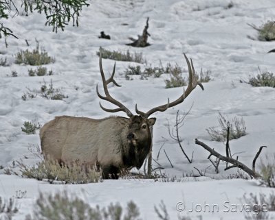 Elk winter in Yellowstone