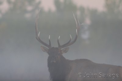 Rocky mountain elk ouray 10-4-07 382  