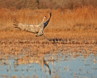 Sandhill cranes new mexico disc 6 321  