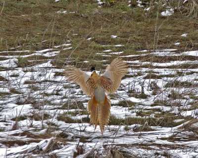 Ringneck pheasant landing