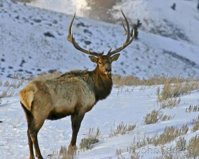 Bull elk last rays of light