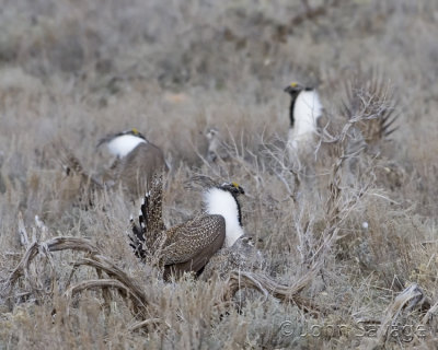 Sage grouse on the strutting grounds