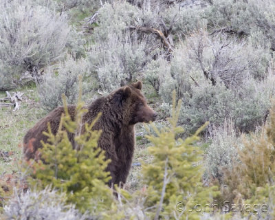 Grizzly on alert