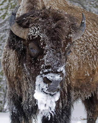 Bison on cold morning
