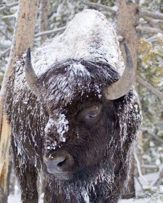 Bison in snow
