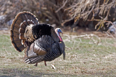 Rio Grande turkey