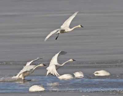 swans landing bear river