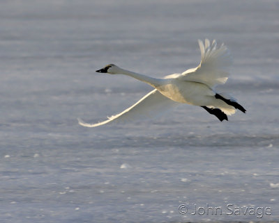 tundra swan