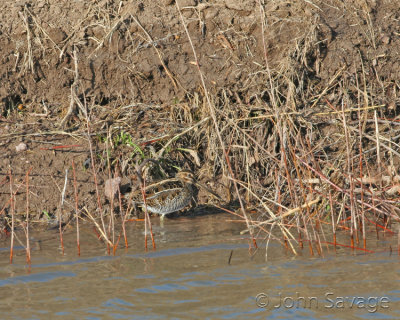 texas trip 600mm 1 059 copy.jpg