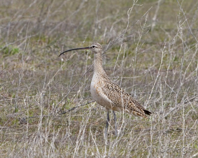 Long -billed curlew