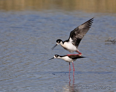 Blacknecked stilts