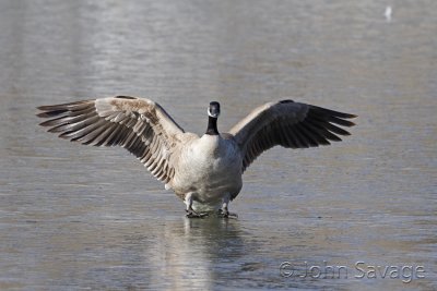 Canada goose sliding in on the ice