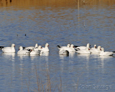 Ross geese