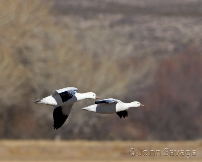 Ross geese at the  Bosque