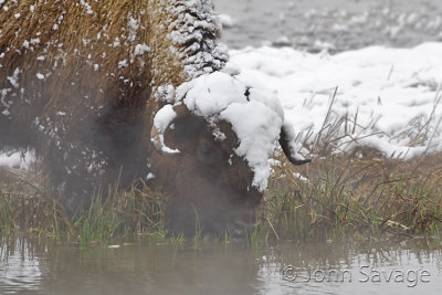 Bison drinking from steaming creek