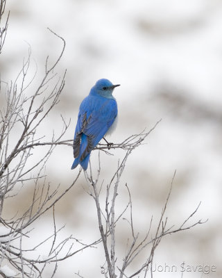 Mountain Bluebird