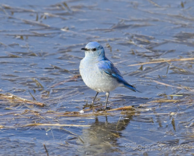 Mountain Bluebird