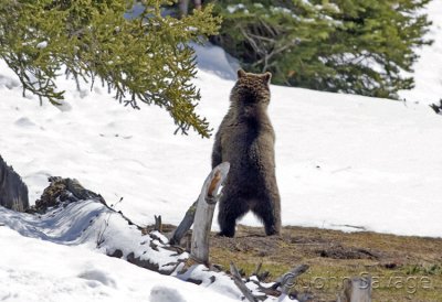 Grizzly bear on the lookout