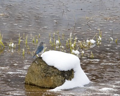 Mountain Bluebird