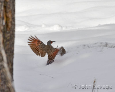 Northern Flicker narrowly missing a strike by rival male