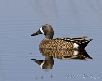 Blue- winged teal