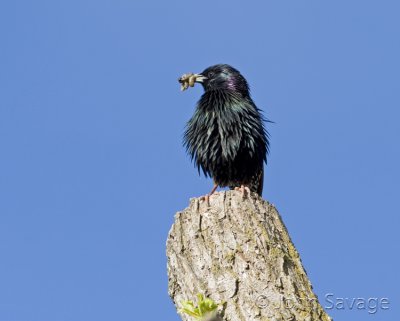 Starling