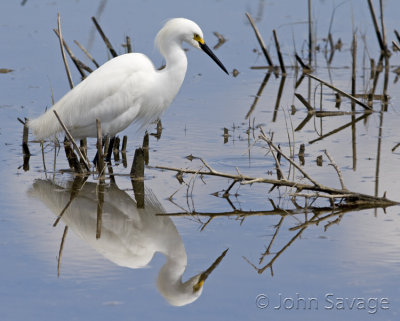 Snowy Egret reflection