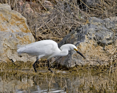 Snowy Egret hunting