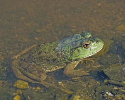 Bullfrog