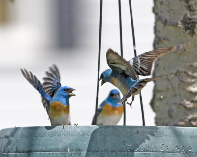 Lazuli Bunting