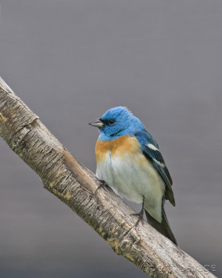 Lazuli Bunting