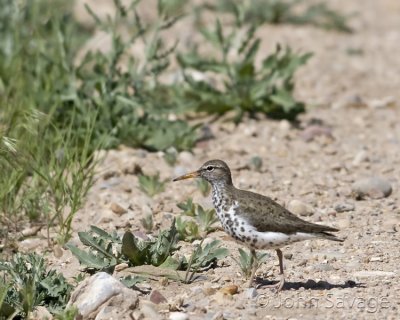 Spotted Sandpiper