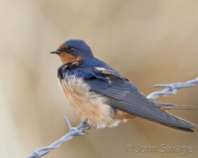 barn swallow