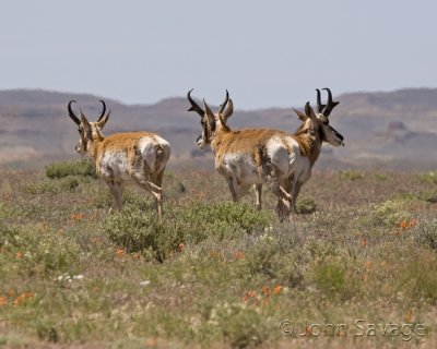Antelope bucks
